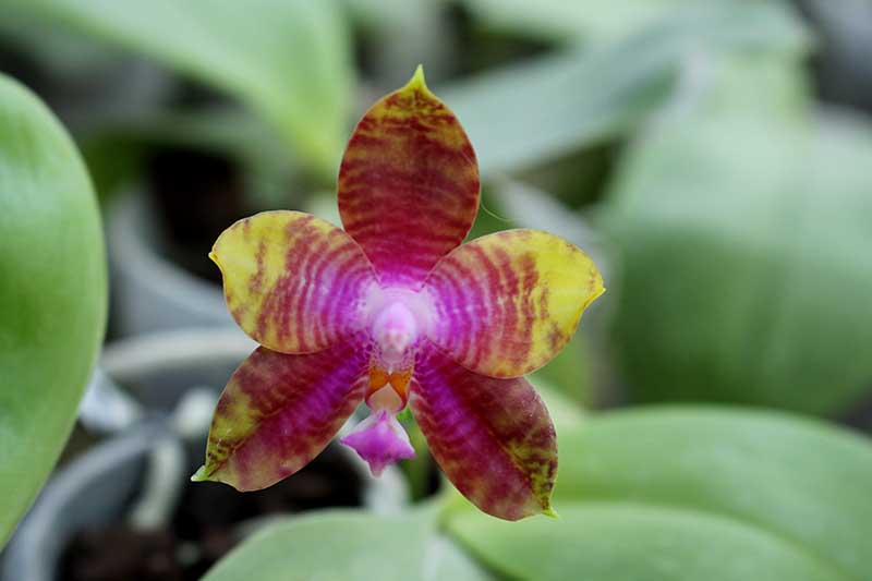Phalaenopsis Yaphon Red Jewel x Ld's Bear King.jpg
