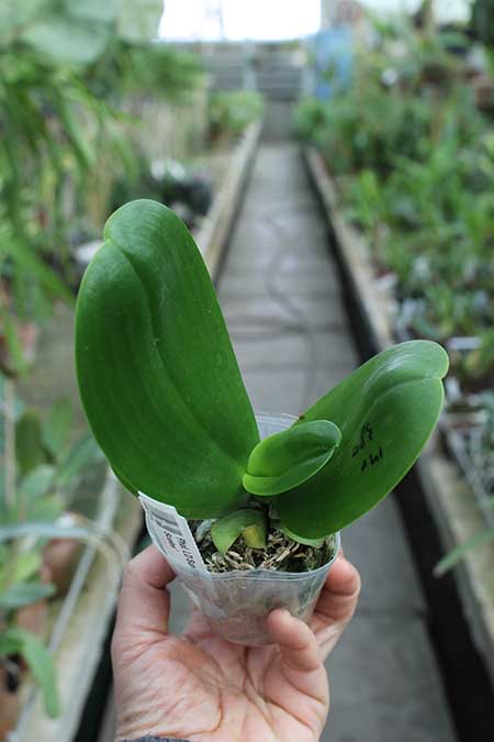 Phalaenopsis LD Sun Dragon 'Snake Scales'.jpg