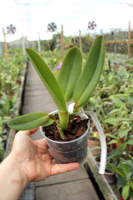 Cattleya warneri coerulea 'Suzuki' x warneri coerulea '351'.jpg