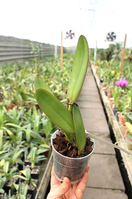 Cattleya warneri coerulea 'Suzuki' x warneri coerulea 'Carolina'.jpg