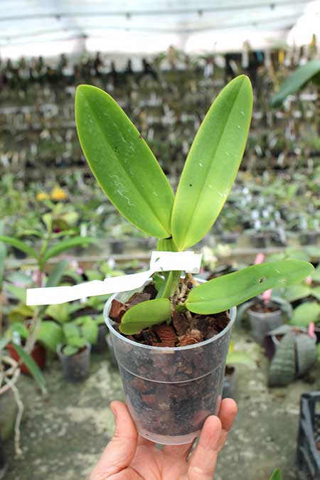 Cattleya warneri concolor 'Z-300' x warneri striata 'EC'.jpg