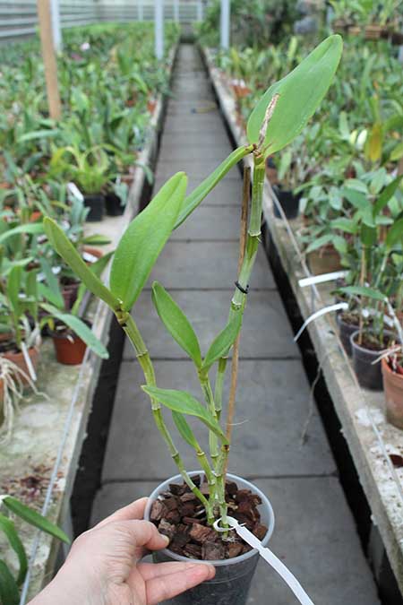 Cattleya guttata coerulea sem pintas 'Monte Verde'.jpg