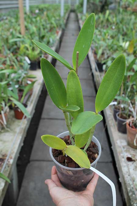 Cattleya guttata bronze sem pintas 'Carlitus'.jpg