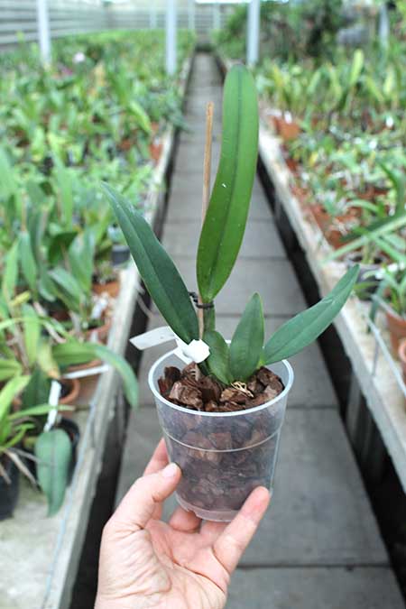 Cattleya lawrenceana flammea 'N1' x lawrenceana flammea 'N 2'.jpg