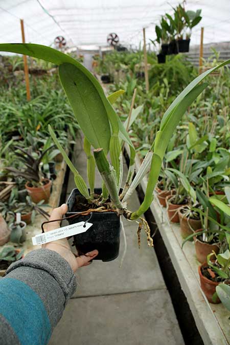 Cattleya labiata alba x Cattleya labiata roxo bispo 'Urbano'.jpg