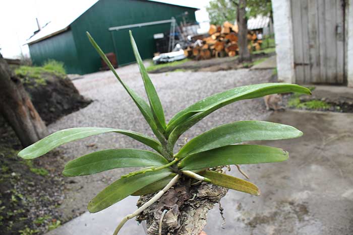 Aerides houlletiana.jpg