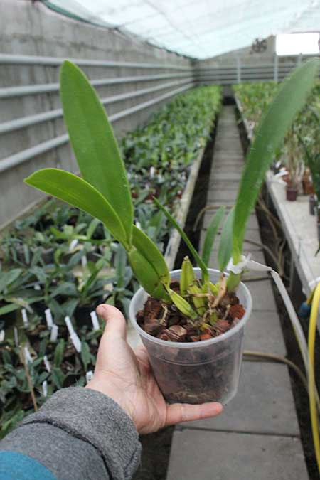 schomburgkia superbiens.jpg