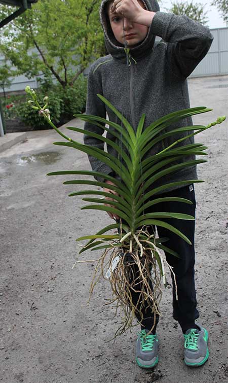 Vanda Kultana Ruby x Vanda Mimi Palmer.jpg