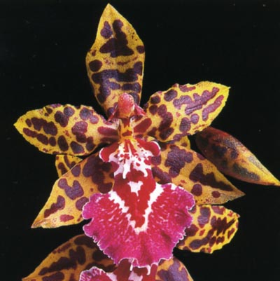 Odontocidium Bittersweet.jpg