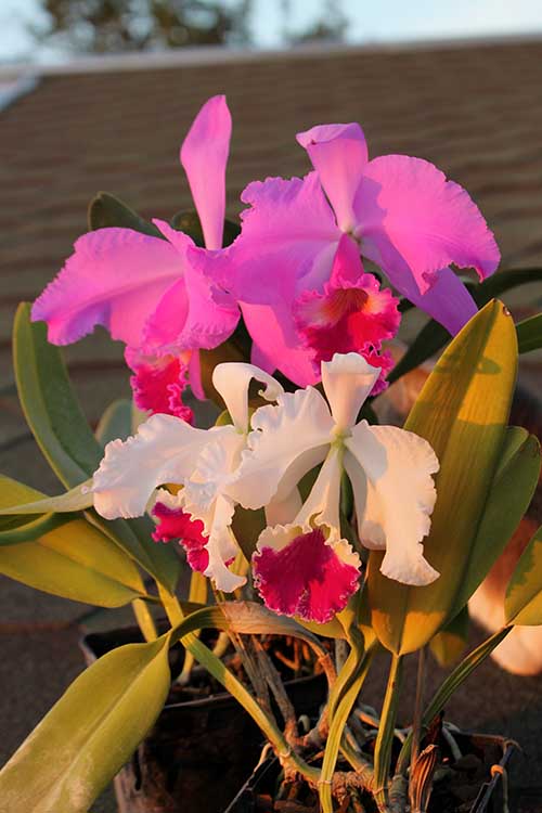 Cattleya warneri.jpg