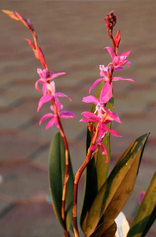 Oncidium beyrodtioides.jpg