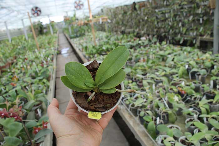 Phalaenopsis Liu's Berry 'Trinity.jpg