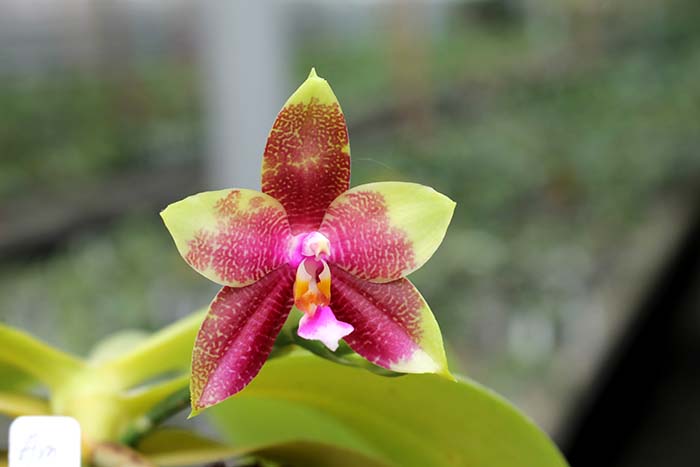 Phalaenopsis Mituo Sun Queen x Samera.jpg
