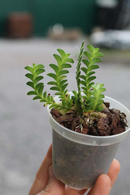 Angraecum distichum.jpg