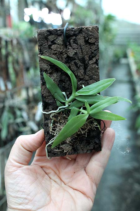 Angraecum infundibulare.jpg