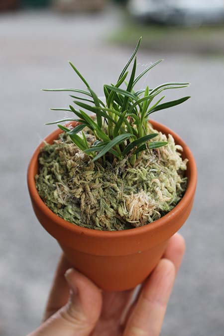 Dendrobium subuliferum.jpg