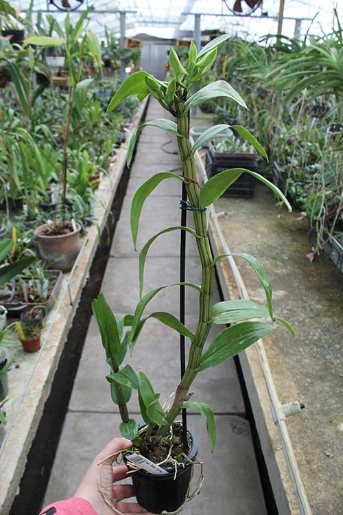 Dendrobium Dawn Marie.jpg