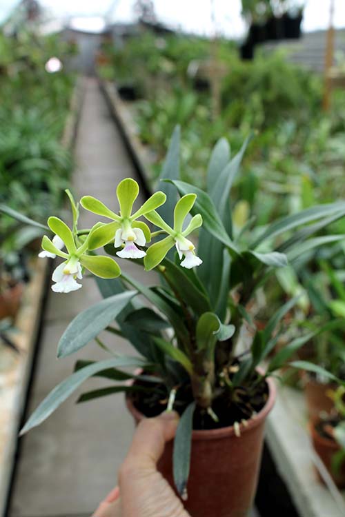 Epidendrum floribundum.jpg