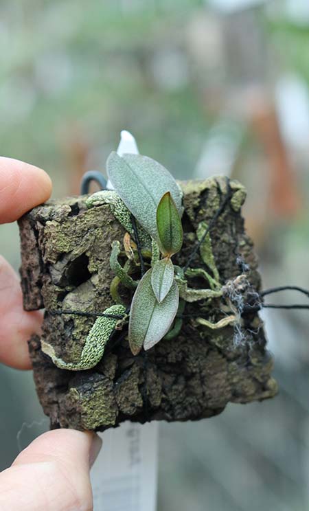 Aerangis punctata.jpg