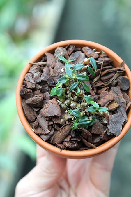 Dendrobium parvulum blue.jpg