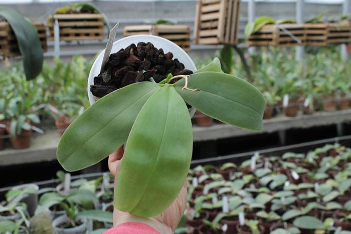 Phalaenopsis Samera.jpg