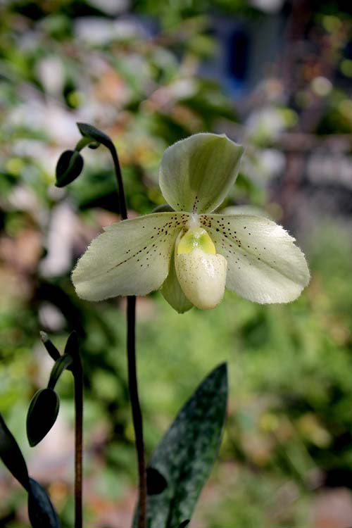 Paphiopedilum delenatii x wenshanense.jpg