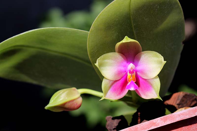 Phalaenopsis Zheng Min Muscadine x (Ld's Bear Queen x DTE).jpg