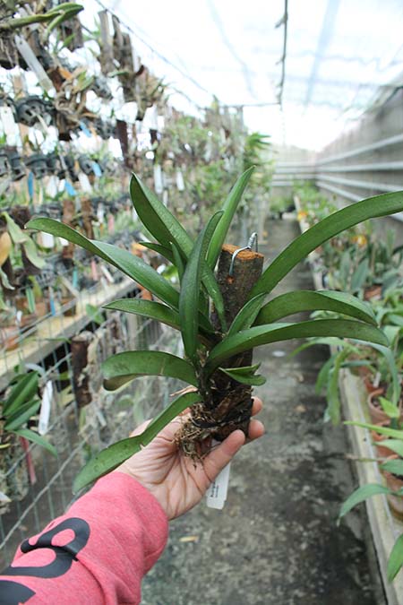 Rodriguezia lanceolata.jpg