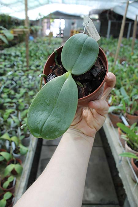 Phalaenopsis Zheng Min Tyrannosaurus x gigantea.jpg