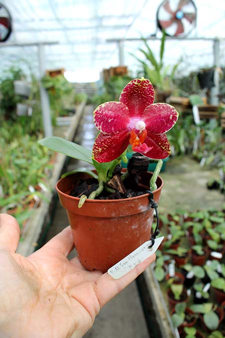 Phalaenopsis AL Sun Hannover Red.jpg