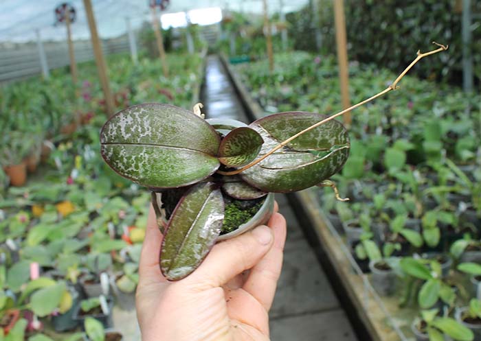 Phalaenopsis stuartiana x nobilis.jpg