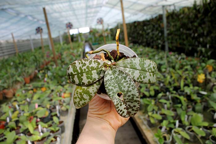 Phalaenopsis schilleriana x lindenii.jpg