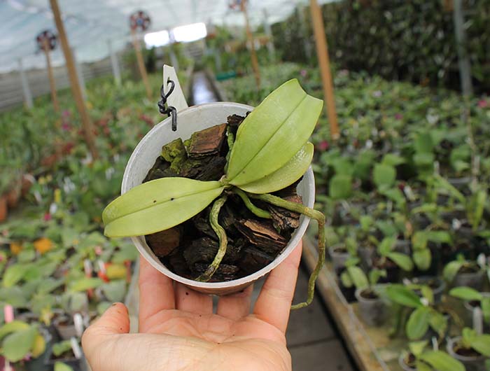 Phalaenopsis mannii 'Black'.jpg