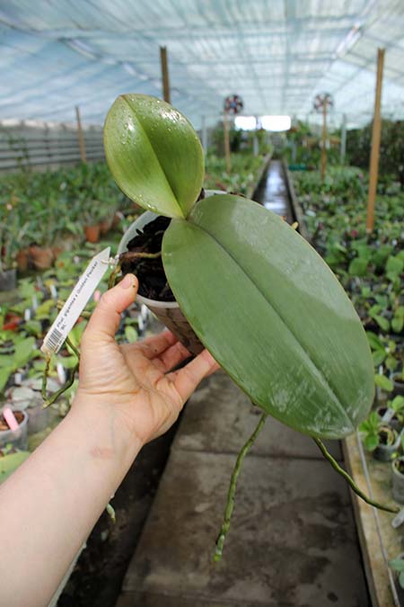 Phalaenopsis gigantea x Golden Peoker 'BL'.jpg