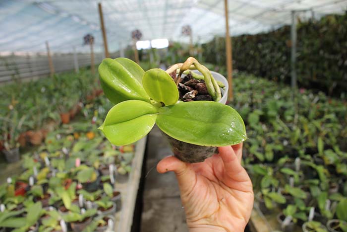 Phalaenopsis Kungs Princess x gigantea.jpg