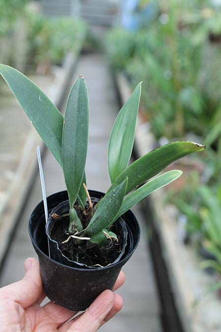 macradenia multiflora.jpg