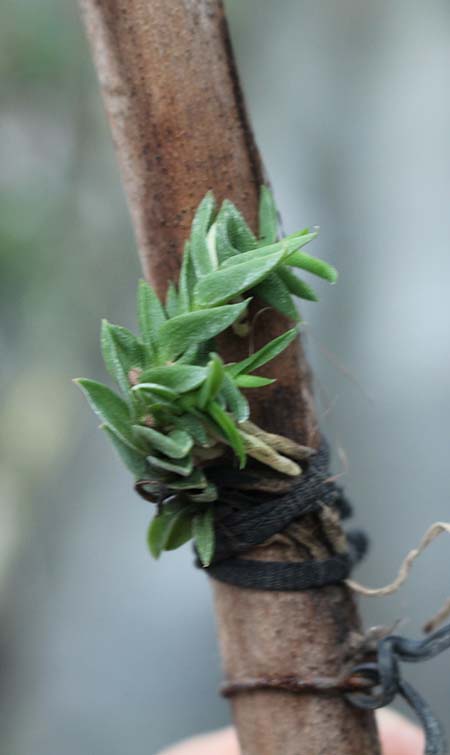 schoenorchis scolopendria.jpg