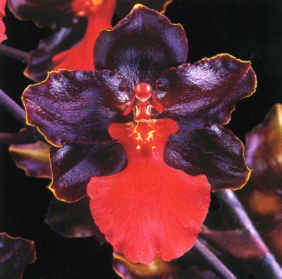 Odontocidium Cherry Fudge.jpg