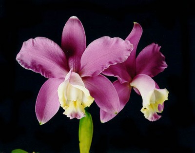 Cattleya loddigesii 'Elen' BMJOGA X C. lodigesii 'Martinelli'.jpg