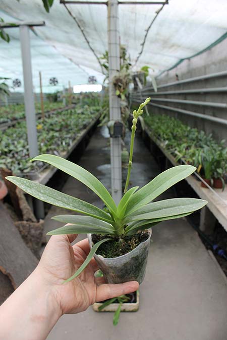 Doritaenopsis Tzu Chiang Sapphire.jpg