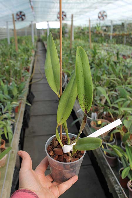 Laelia grandis (escura) 'Mazinho' SELF.jpg