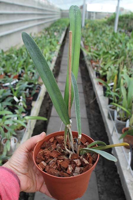 Laelia perrinii concolor 'AWZ' x Laelia perrinii concolor 'HG'.jpg