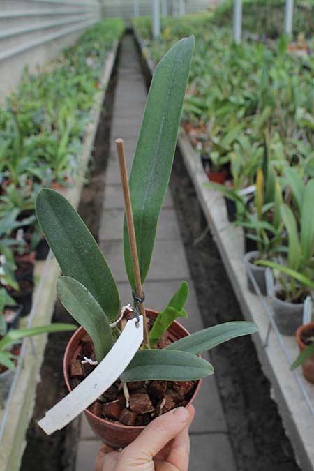 Laelia perrinii alba 'AM' x Laelia perrinii alba 'RK'.jpg