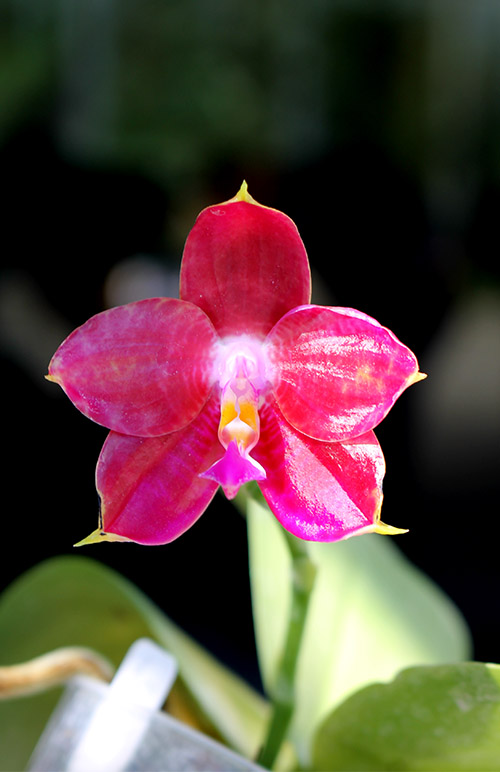 Phalaenopsis Lyndon Reflex x LD's Bear King.jpg