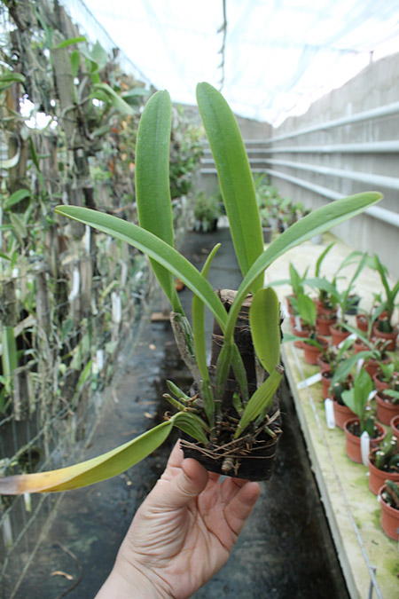 Cattleya x Hardyana.jpg