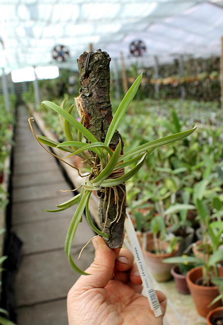 Oncidium (Tolumnia) Midas.jpg