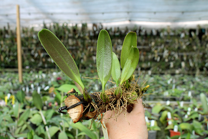 Cirrhopetalum brevibrachiatum.jpg