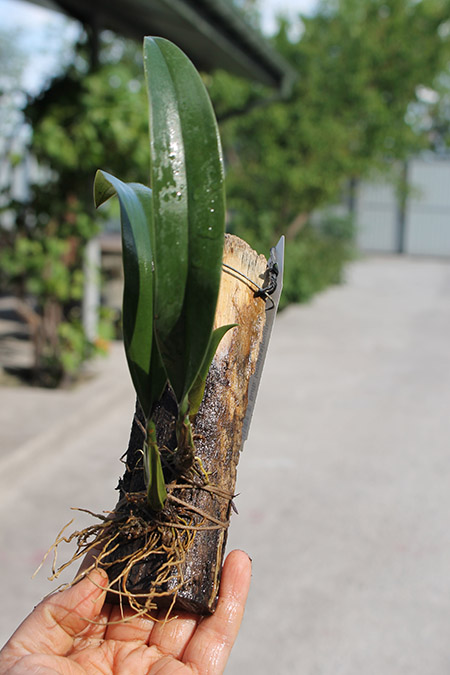 Bulbophyllum longissimum.jpg