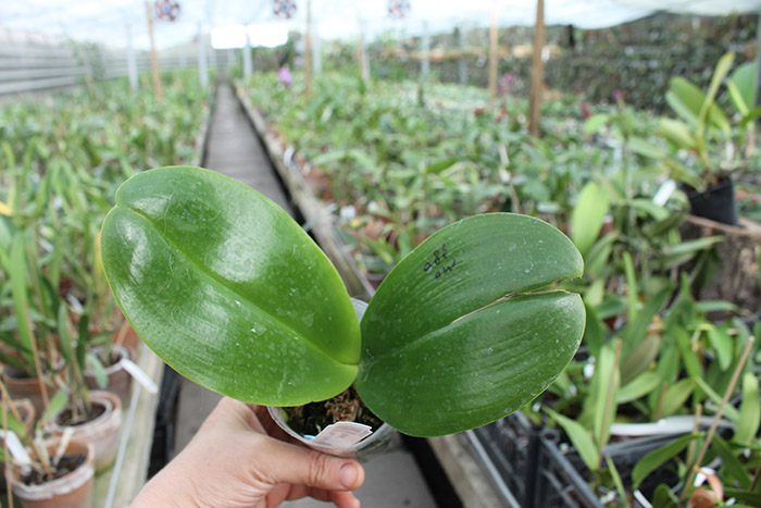 Phalaenopsis LD Sun Dragon 'Snake Scales'.jpg