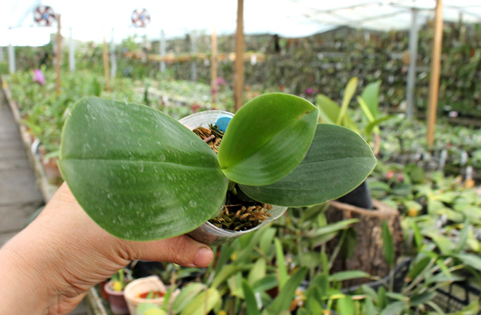 Phalaenopsis LD Giga King 'Mituo #1'.jpg